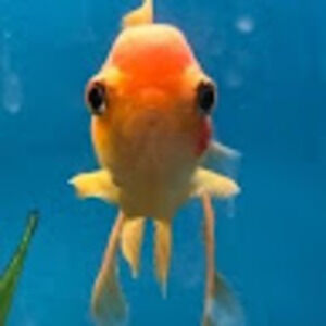 Meet your Posher, Mimi